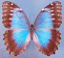 Image of <i>Morpho achilles montezuma</i>