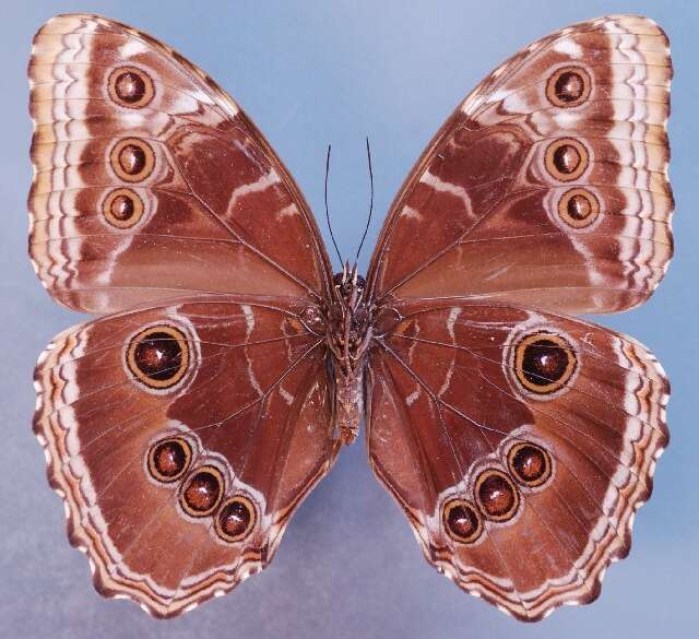 Image of <i>Morpho achilles montezuma</i>