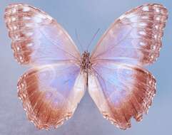 Image of Morpho achilles octavia Bates 1864