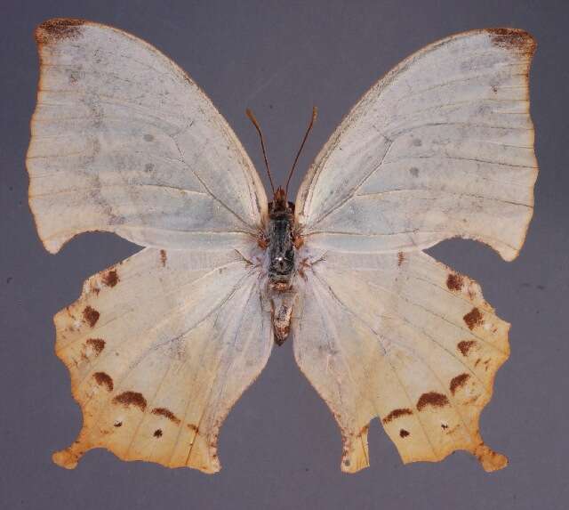 Imagem de <i>Zaretis callidryas</i>