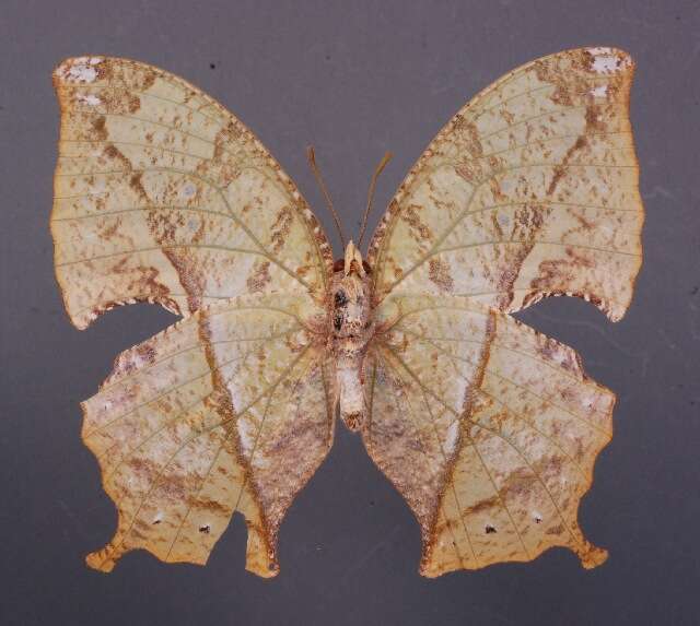 Imagem de <i>Zaretis callidryas</i>