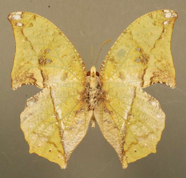 Imagem de <i>Zaretis callidryas</i>