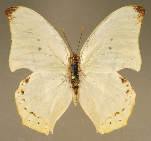 Imagem de <i>Zaretis callidryas</i>