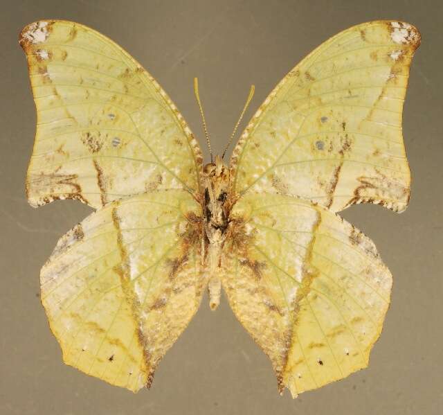 Imagem de <i>Zaretis callidryas</i>