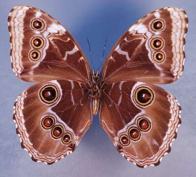 Imagem de <i>Morpho achilles guerrerensis</i>