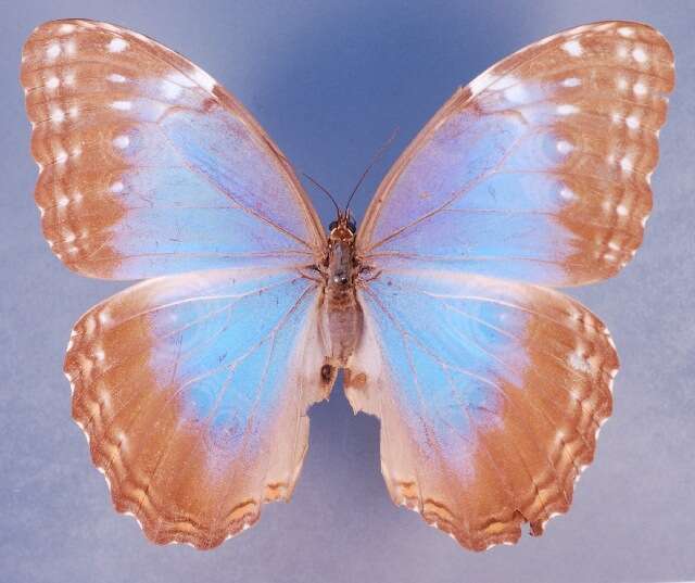 Image of Morpho achilles