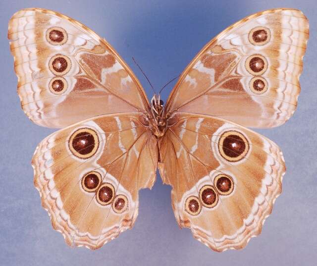 Image of Morpho achilles