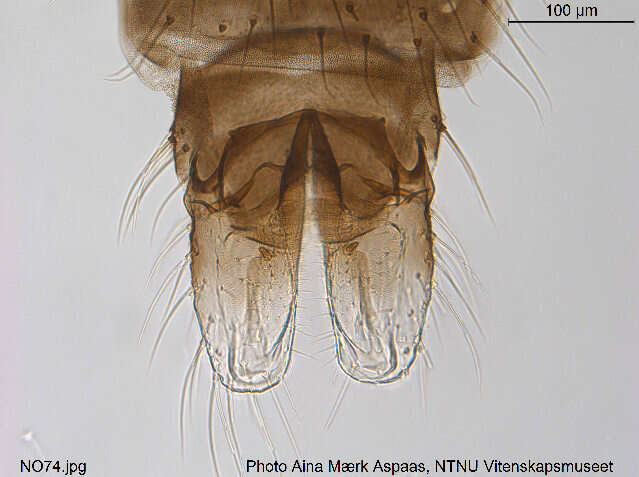 Imagem de Cricotopus sylvestris (Fabricius 1794)