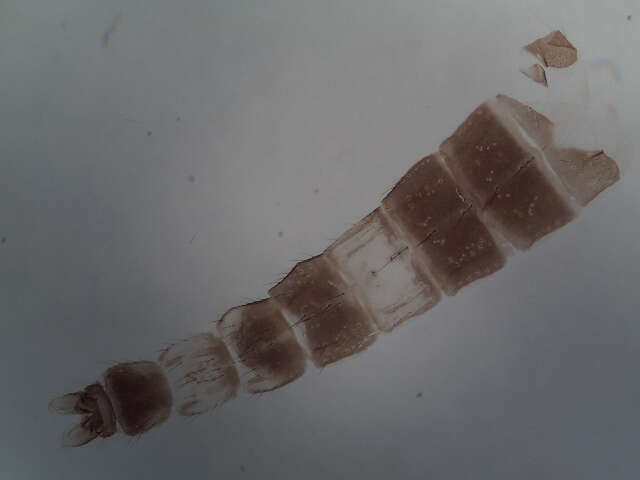 Image of Cricotopus tricinctus (Meigen 1818)