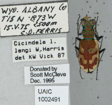 Image of Cicindela (Cicindela) lengi lengi W. Horn 1908