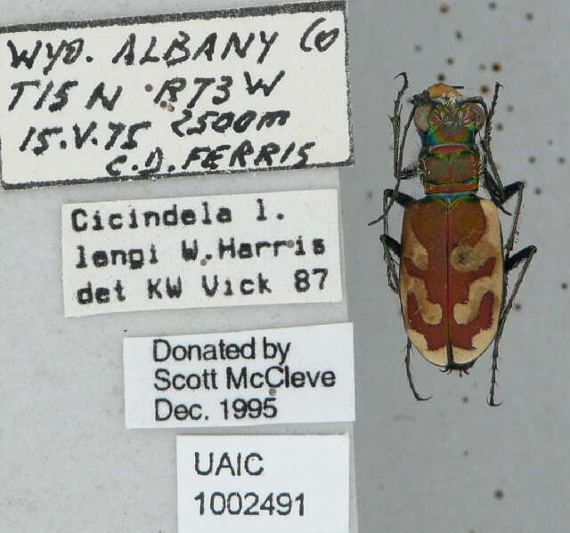 Image de Cicindela (Cicindela) lengi lengi W. Horn 1908