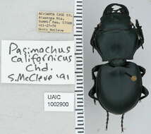 Plancia ëd Pasimachus (Pasimachus) californicus Chaudoir 1850