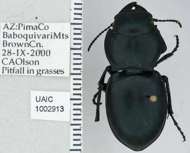 Plancia ëd Pasimachus (Pasimachus) californicus Chaudoir 1850