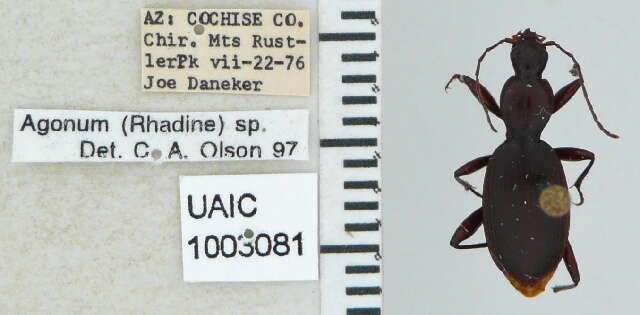 Image of Rhadine myrmecodes (G. Horn 1892)