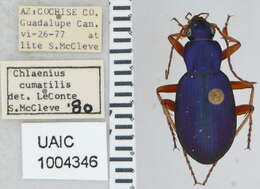 Image of Chlaenius (Chlaenius) cumatilis Le Conte 1851