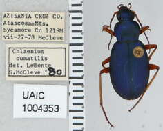 Image of Chlaenius (Chlaenius) cumatilis Le Conte 1851