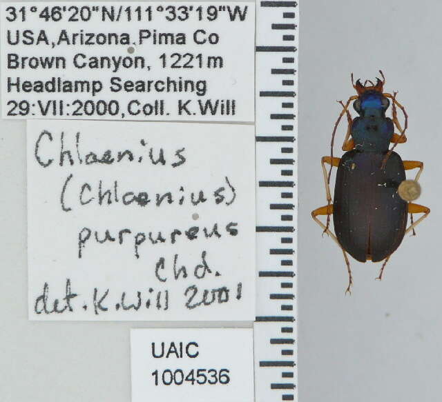 Image of Chlaenius (Chlaenius) purpureus Chaudoir 1876