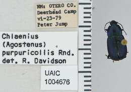 Image of Chlaenius (Randallius) purpuricollis Randall 1838