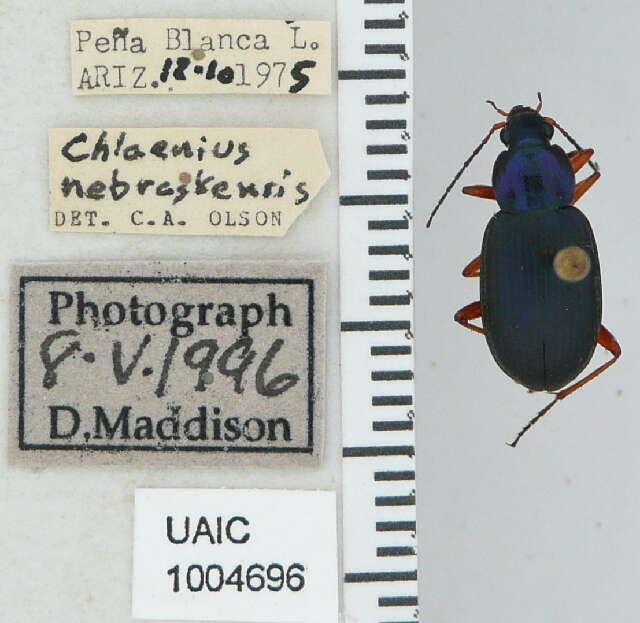 Image of Chlaenius (Chlaeniellus) nebraskensis Le Conte 1856