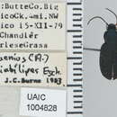 Chlaenius (Chlaeniellus) variabilipes Eschscholtz 1833 resmi