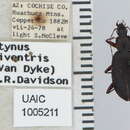 Image of Dyscolus (Dyscolus) rufiventris (Van Dyke 1926)