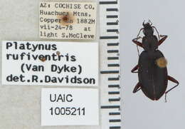 Image of Dyscolus (Dyscolus) rufiventris (Van Dyke 1926)