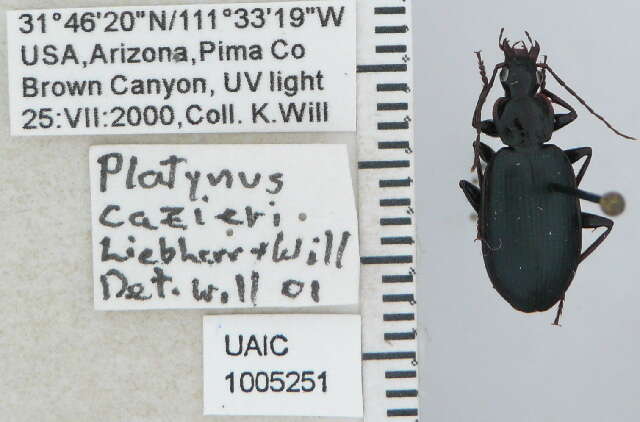 Image of Dyscolus (Dyscolus) cazieri (Liebherr & Will 1996)