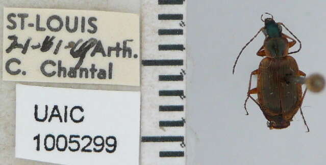 صورة Agonum (Europhilus) anchomenoides Randall 1838
