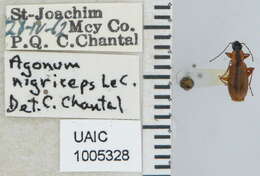 Image de Agonum (Platynomicrus) nigriceps Le Conte 1846