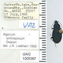 Image of Agonum (Olisares) anthracinum Dejean 1831
