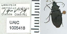 Image of Agonum (Olisares) harrisii Le Conte 1846