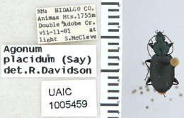 Image of Agonum (Agonum) placidum (Say 1823)