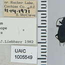 Image de Agonum (Olisares) cyanopis (Bates 1882)