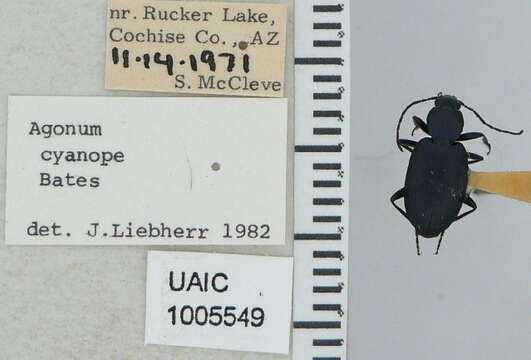 Image of Agonum (Olisares) cyanopis (Bates 1882)