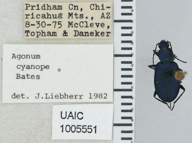 Image of Agonum (Olisares) cyanopis (Bates 1882)