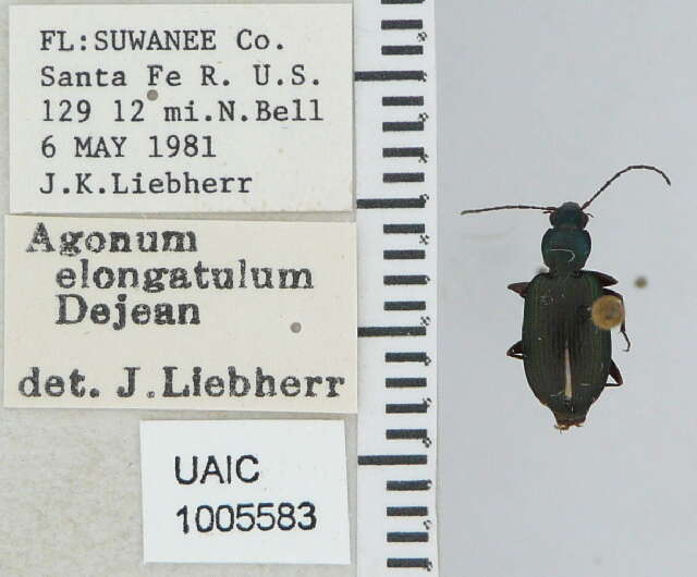 Image of Agonum elongatulum