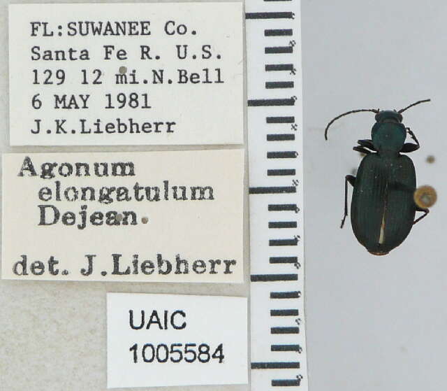 Image of Agonum elongatulum