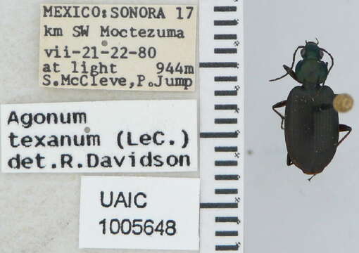 Agonum (Olisares) texanum (Le Conte 1878)的圖片