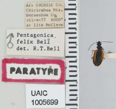 Image of Pentagonica felix R. T. Bell 1987