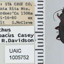 Image de Calathus (Neocalathus) peropacus Casey 1920