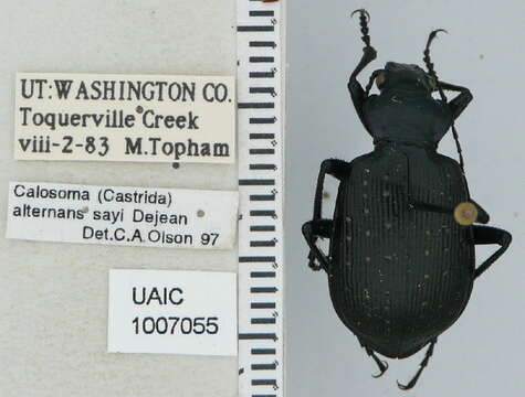 Слика од Calosoma (Castrida) sayi Dejean 1826