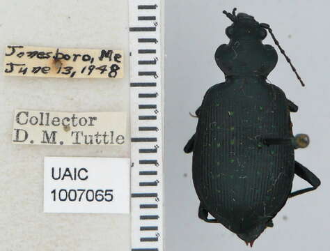 Слика од Calosoma (Calosoma) frigidum Kirby 1837