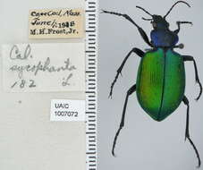 Слика од Calosoma (Calosoma) sycophanta (Linnaeus 1758)