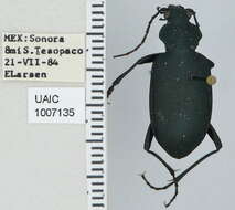 Слика од Calosoma (Carabosoma) angulatum Chevrolat 1834