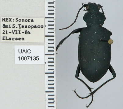 Imagem de Calosoma (Carabosoma) angulatum Chevrolat 1834