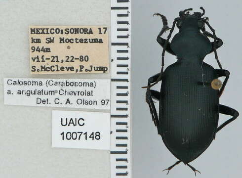 Imagem de Calosoma (Carabosoma) angulatum Chevrolat 1834