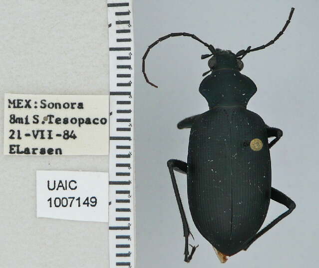 Слика од Calosoma (Carabosoma) angulatum Chevrolat 1834