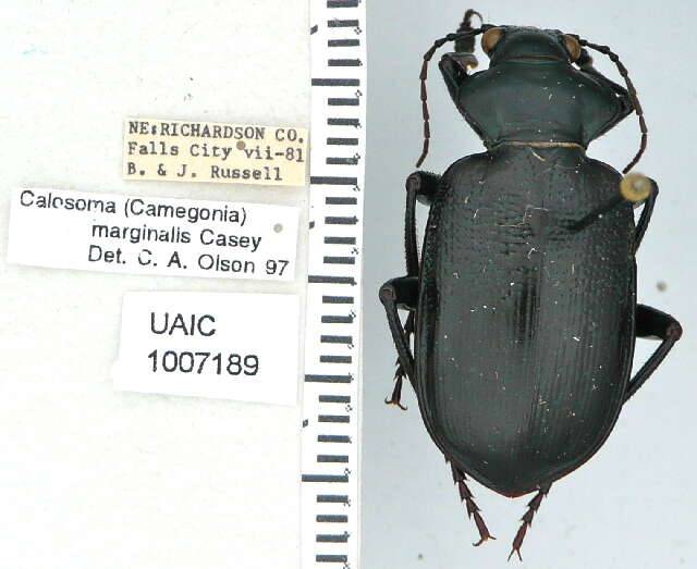 Слика од Calosoma (Carabosoma) marginale Casey 1897