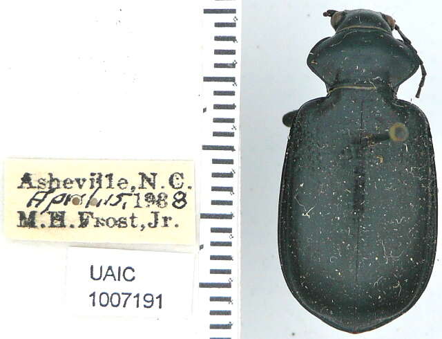 Слика од Calosoma (Carabosoma) marginale Casey 1897