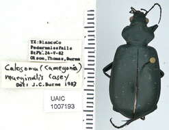 Слика од Calosoma (Carabosoma) marginale Casey 1897